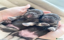 French Bulldog dogs for sale: Beautiful litter off French bulldog puppies  - Image 3