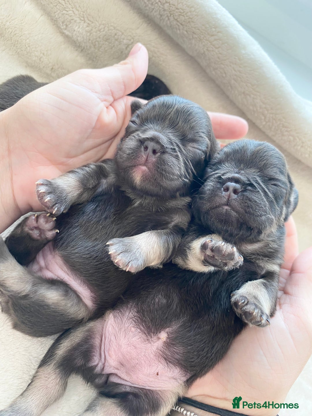 French Bulldog dogs for sale: Beautiful litter off French bulldog puppies  - Image 3