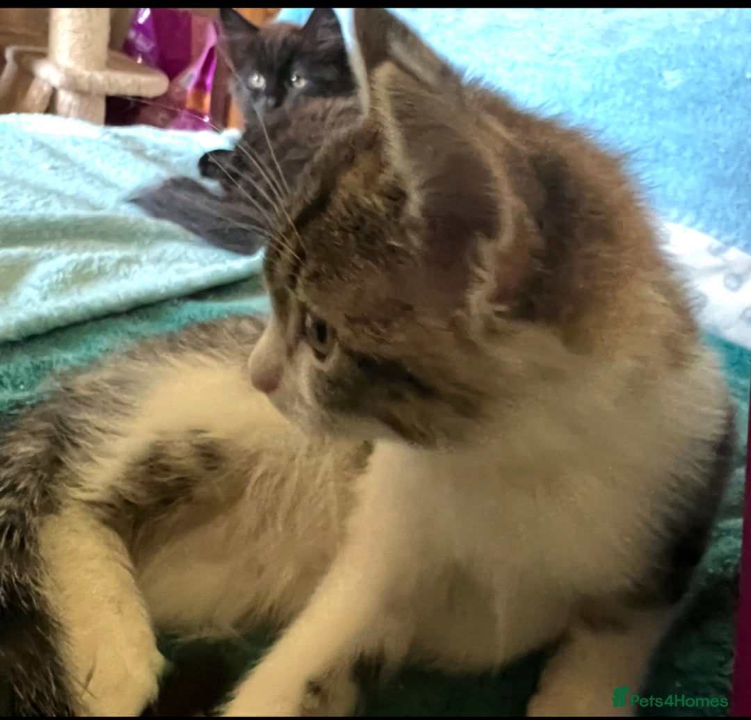 Ragdoll cats for sale: Ragdoll Cross Female Kittens - Image 4