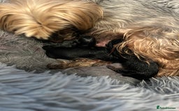 Yorkshire Terrier dogs for sale: Female Yorkshire terrier  - Image 7