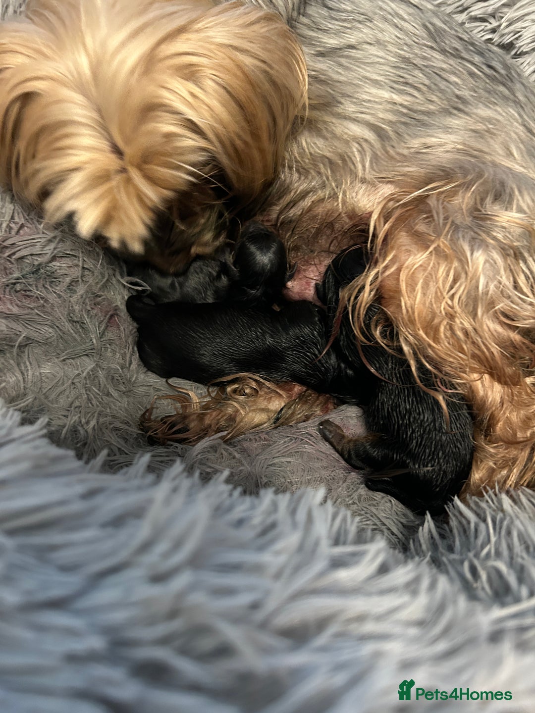 Yorkshire Terrier dogs for sale: Female Yorkshire terrier  - Image 7