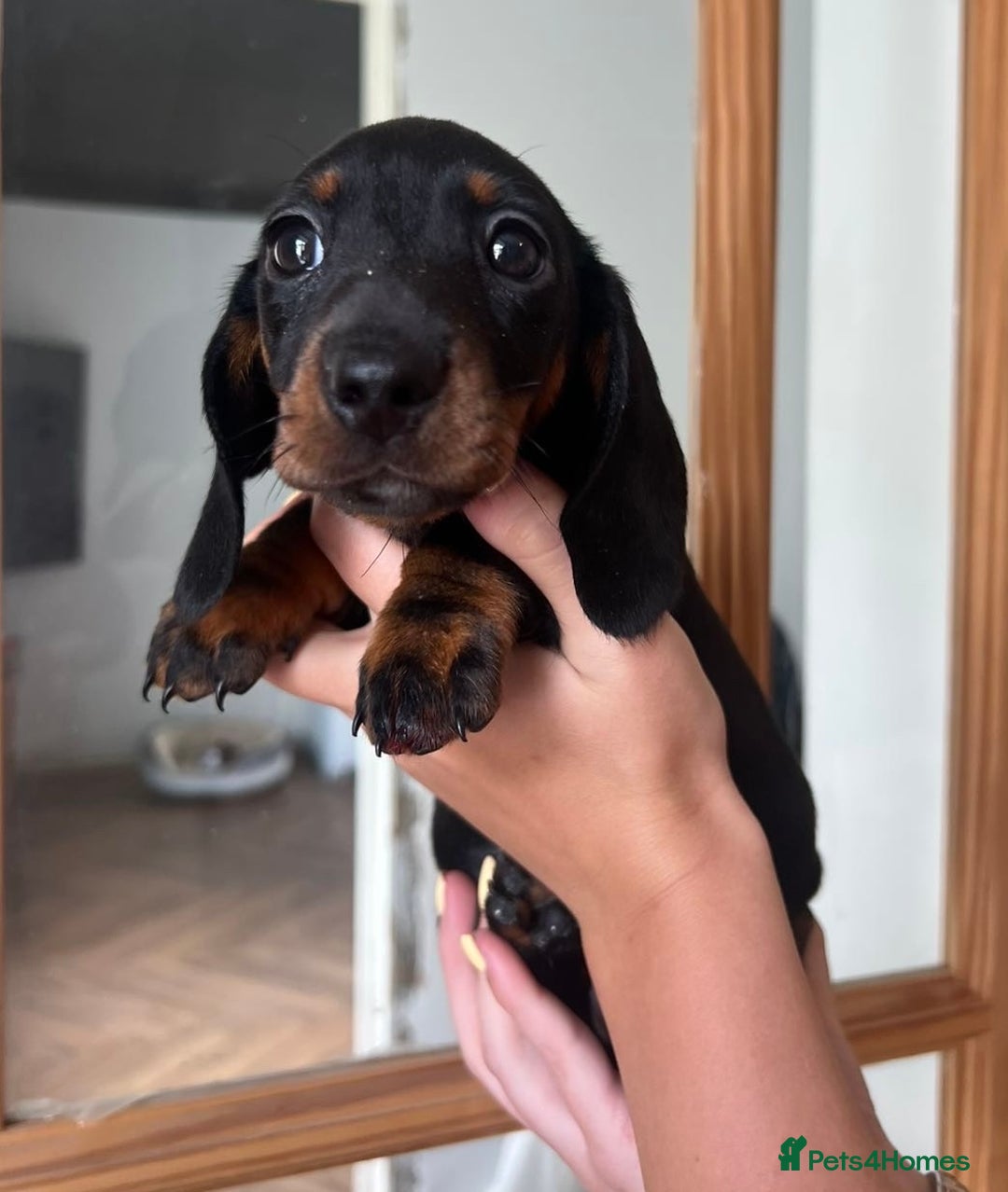 Miniature Dachshund dogs for sale: *REDUCED* 2 stunning female pups left - Image 24