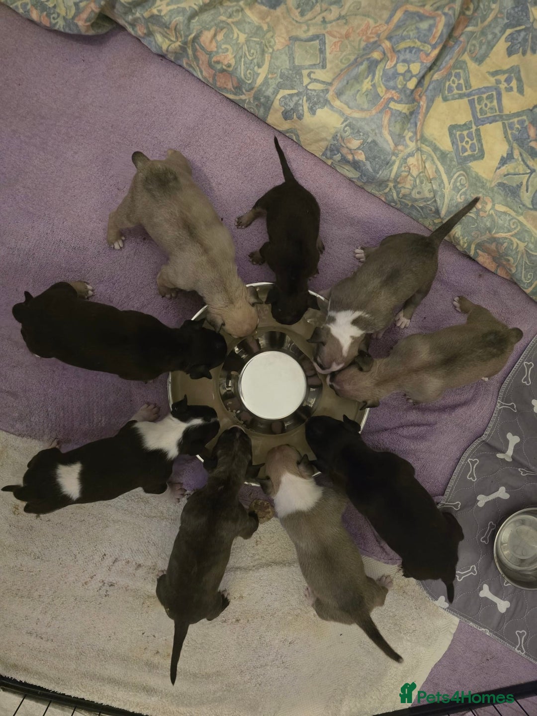 English Bull Terrier dogs for sale: 9 KC REGISTERED ENGLISH BULL TERRIER PUPPEIES in Thetford - Image 1