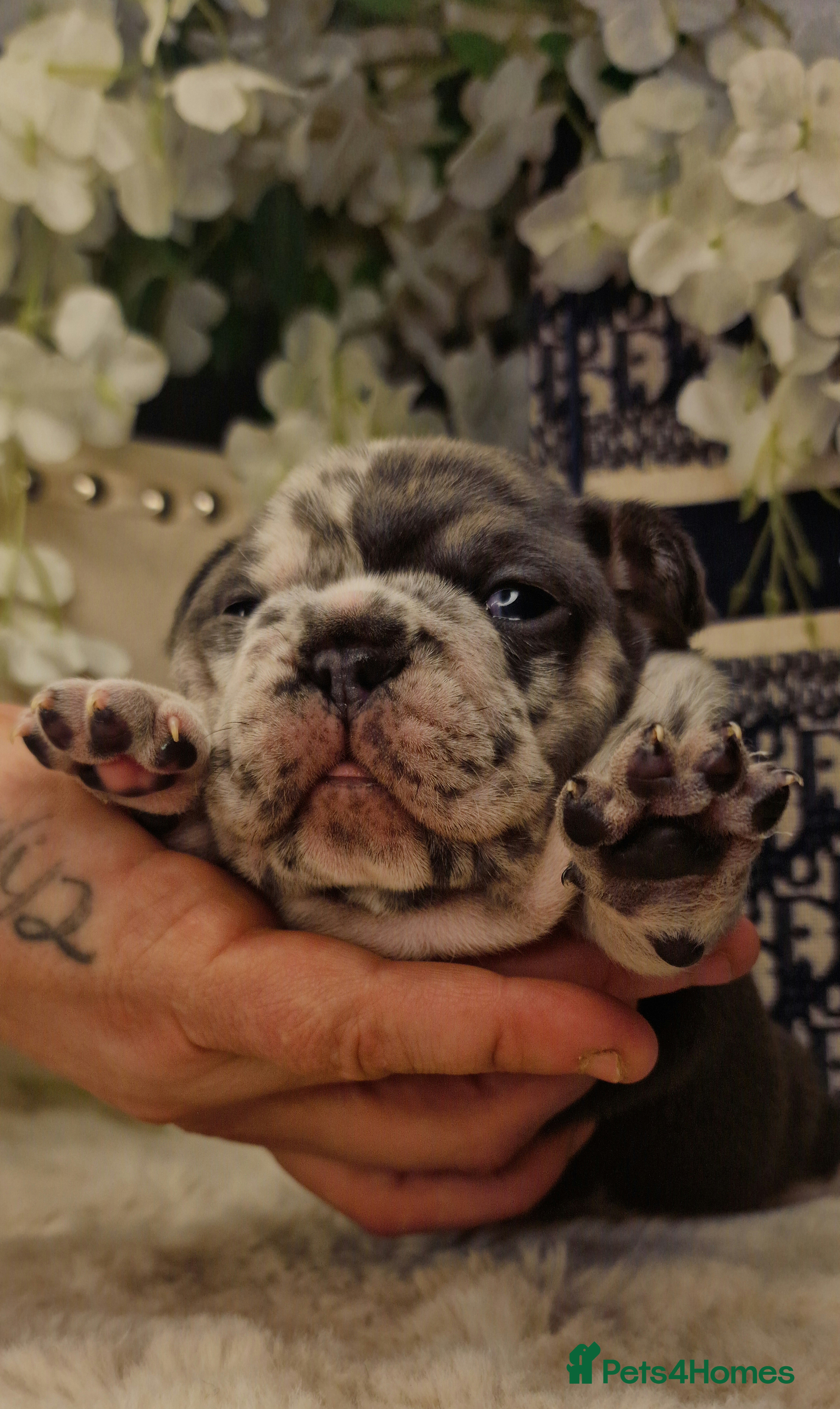 French Bulldog dogs 💥👀 NEW SHADE ISABELLA, MERLE TRI LILAC   - Advert 17