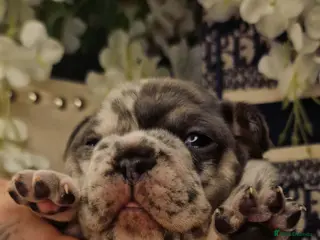 French Bulldog dogs 💥👀 NEW SHADE ISABELLA, MERLE TRI LILAC - Advert 17