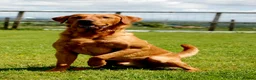 Labrador Retriever dogs for stud: Fully Health Tested Red Fox Lab Stud - Advert 11
