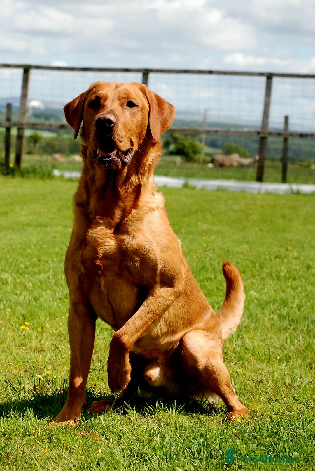 Labrador Retriever dogs for stud: Fully Health Tested Red Fox Lab Stud - Advert 11