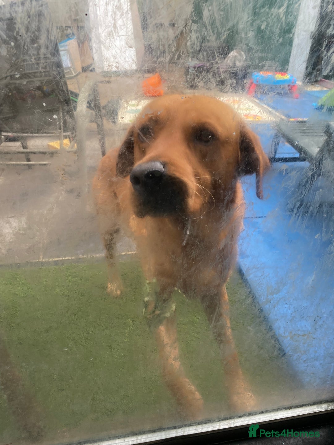 Labrador Retriever dogs for sale: Kc reg Labrador puppies injections flea worm chip - Image 10