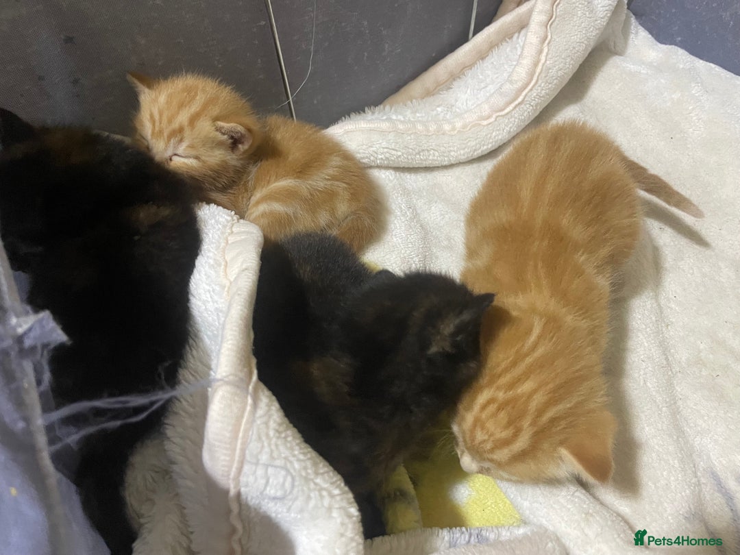 British Shorthair cats for sale: New born ginger and tortoiseshell  - Image 7