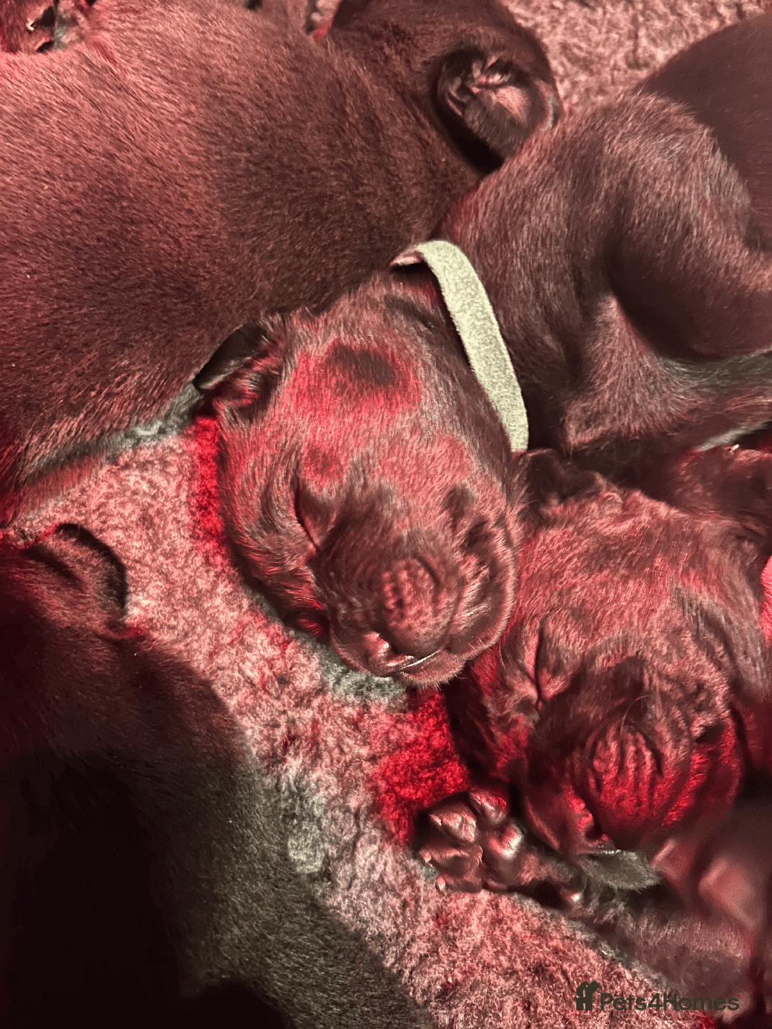 Mixed Breed dogs for sale: Staffordshire Labrador Cross - Image 9