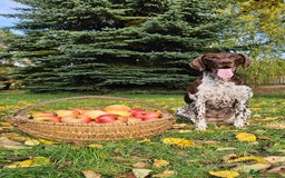 German Shorthaired Pointer dogs for sale: Mrs Dorota Sadowska - Image 9
