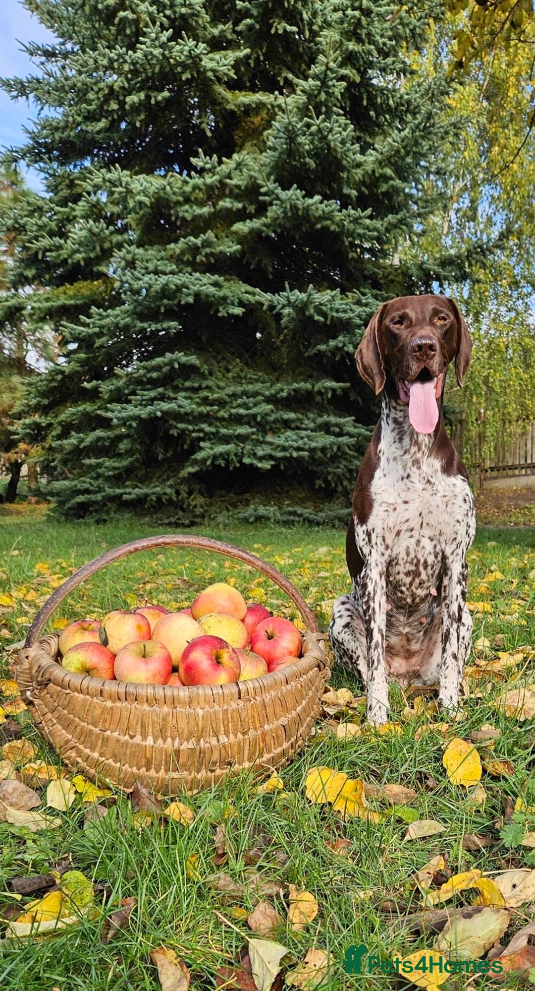 German Shorthaired Pointer dogs for sale: Mrs Dorota Sadowska - Image 9