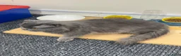 Mixed Breed cats for sale: Cat female grey and white 2 yr - Advert 5