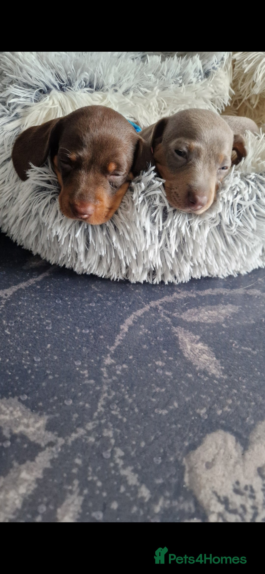 Miniature Dachshund dogs for sale: 1 beautiful kc puppy left ready 25/12/25 - Advert 5