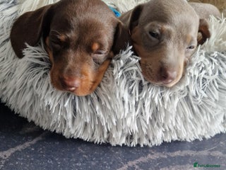 Miniature Dachshund dogs 2 beautiful puppies ready 25/12/25 - Advert 14
