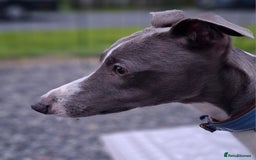 Whippet dogs for stud: Classy Smart Blue Boy 19.5tts.Sportingbred. - Image 35