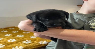 Labrador Retriever dogs - Advert 2