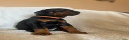Dobermann dogs for sale: Beautiful Dobermann Pups - Available from 2nd May - Advert 11