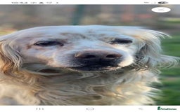 English Setter dogs for adoption: Logan - Advert 3