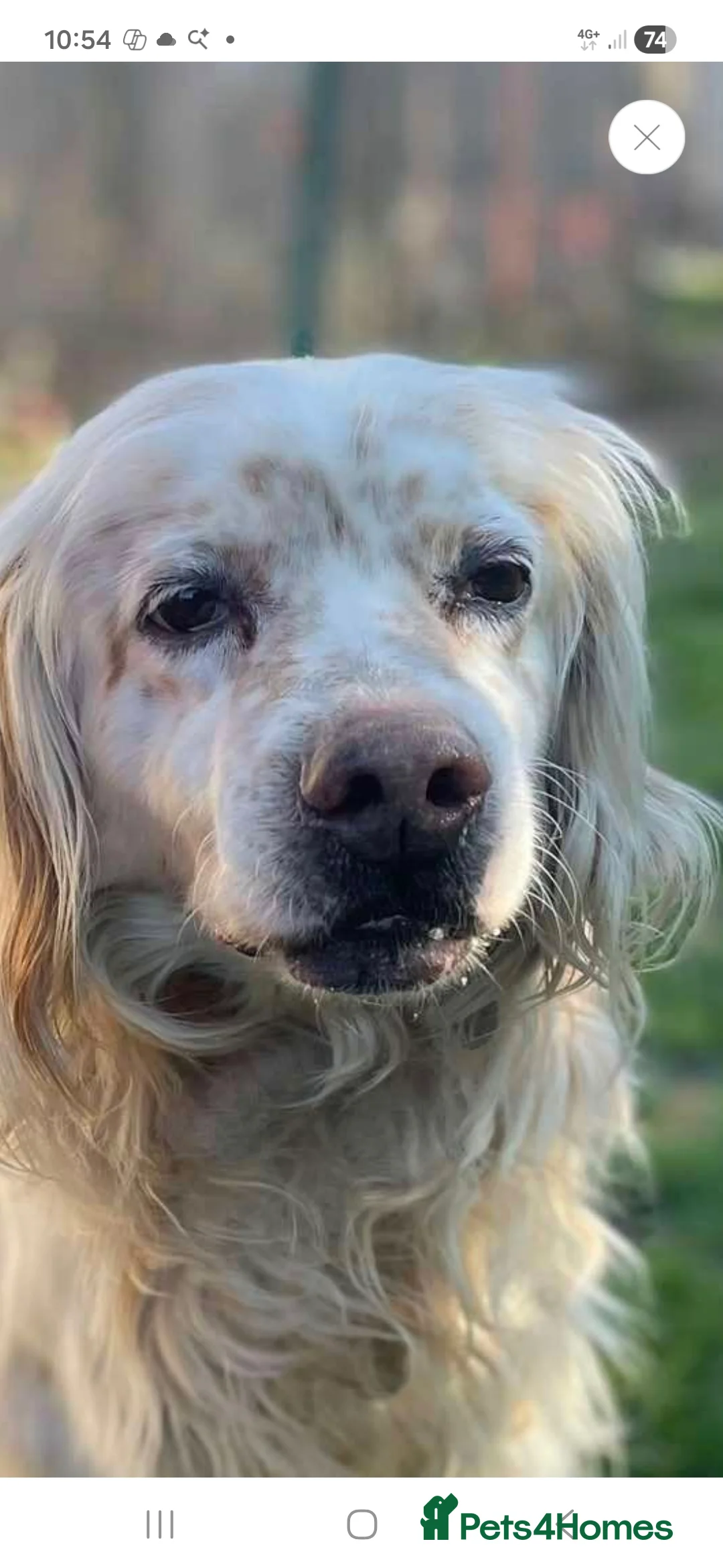 English Setter dogs for adoption: Logan - Advert 1