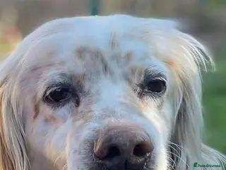 English Setter dogs for adoption: Logan - Advert 4
