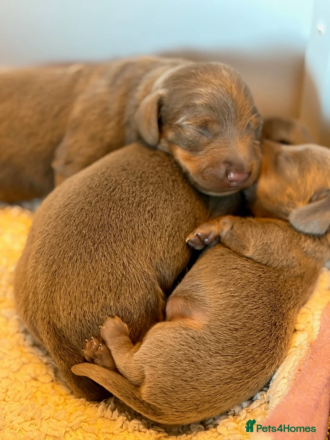 Miniature Dachshund dogs for sale: Smooth Haired Mini Dachshund Pups in Loughborough - Advert 2