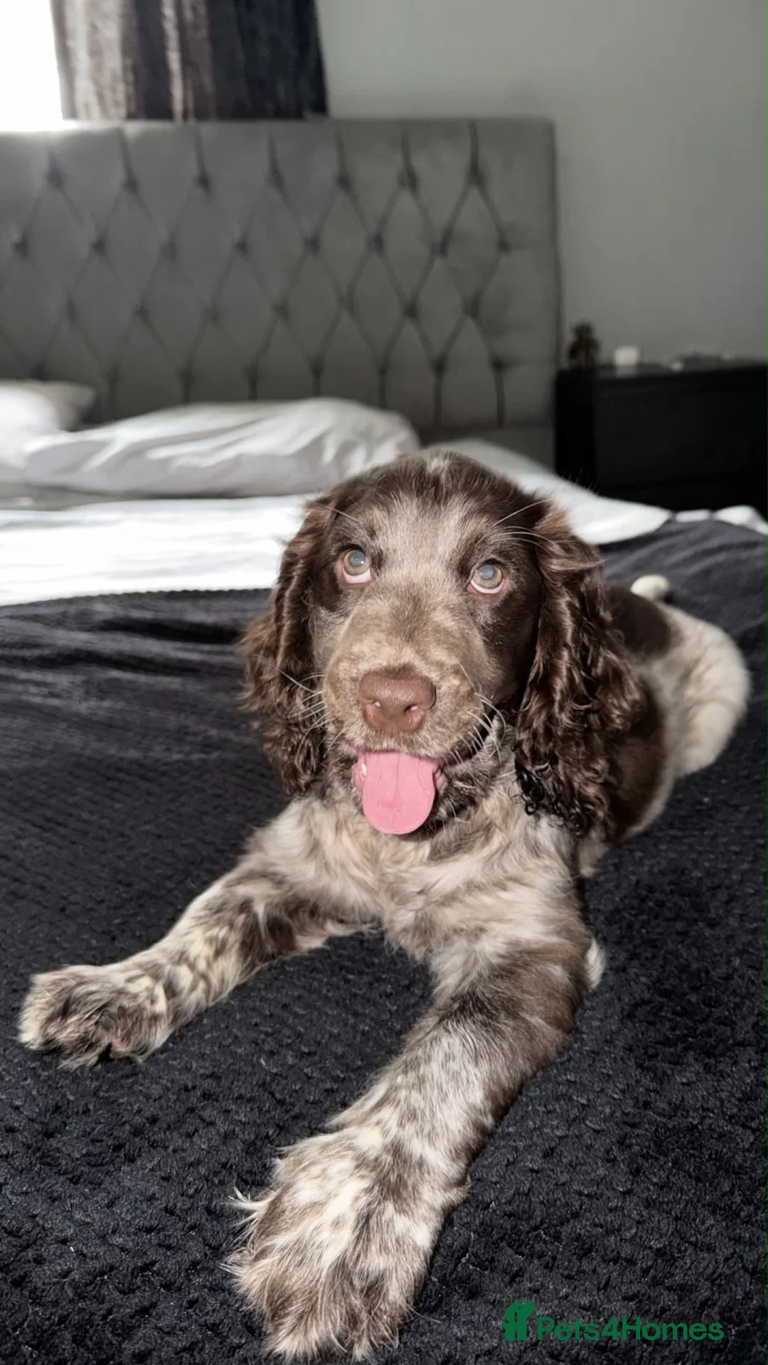 Cocker Spaniel dogs for sale: Dolly - puppy in Mexborough - Advert 2