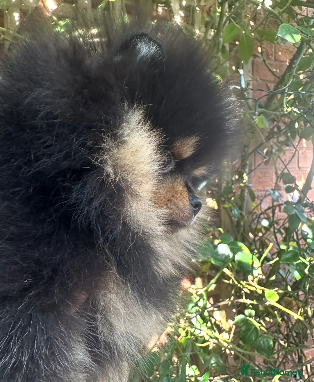 Pomeranian dogs for sale: Teeny tiny male Pomeranian - Advert 3