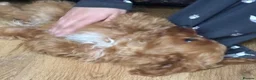 Cavapoochon dogs for sale: Super cute Cavapoochon’s ready now - Advert 12