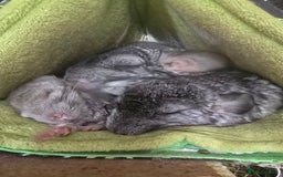 Chinchilla rodents for sale: Gorgeous Hetero beige and standard  kits  - Image 1