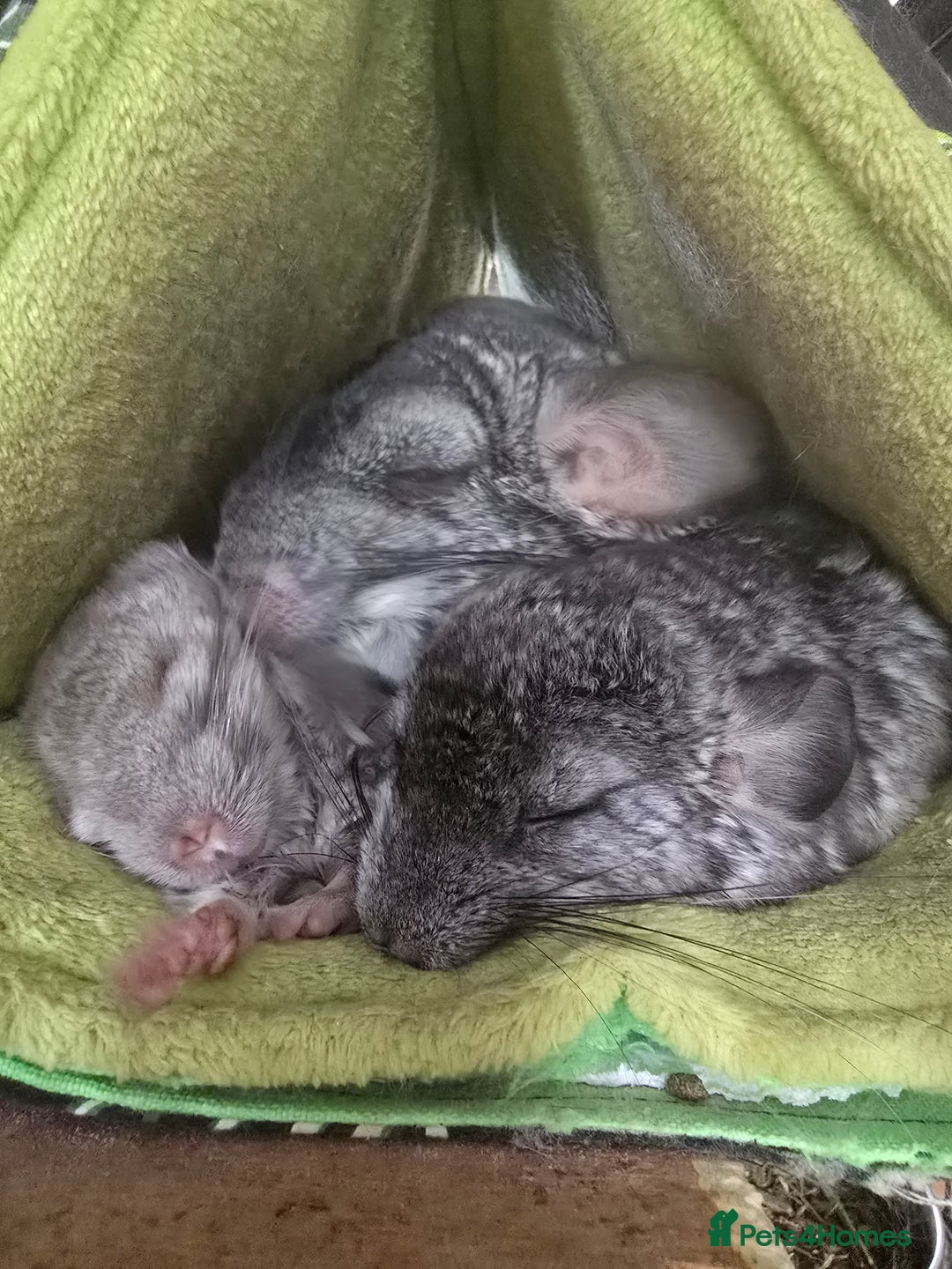 Chinchilla rodents for sale: Gorgeous Hetero beige and standard  kits  - Image 1