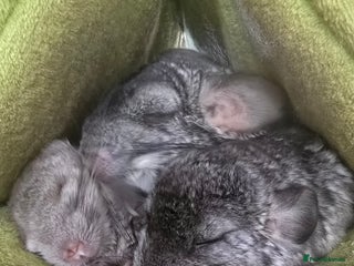 Chinchilla rodents - Advert 1