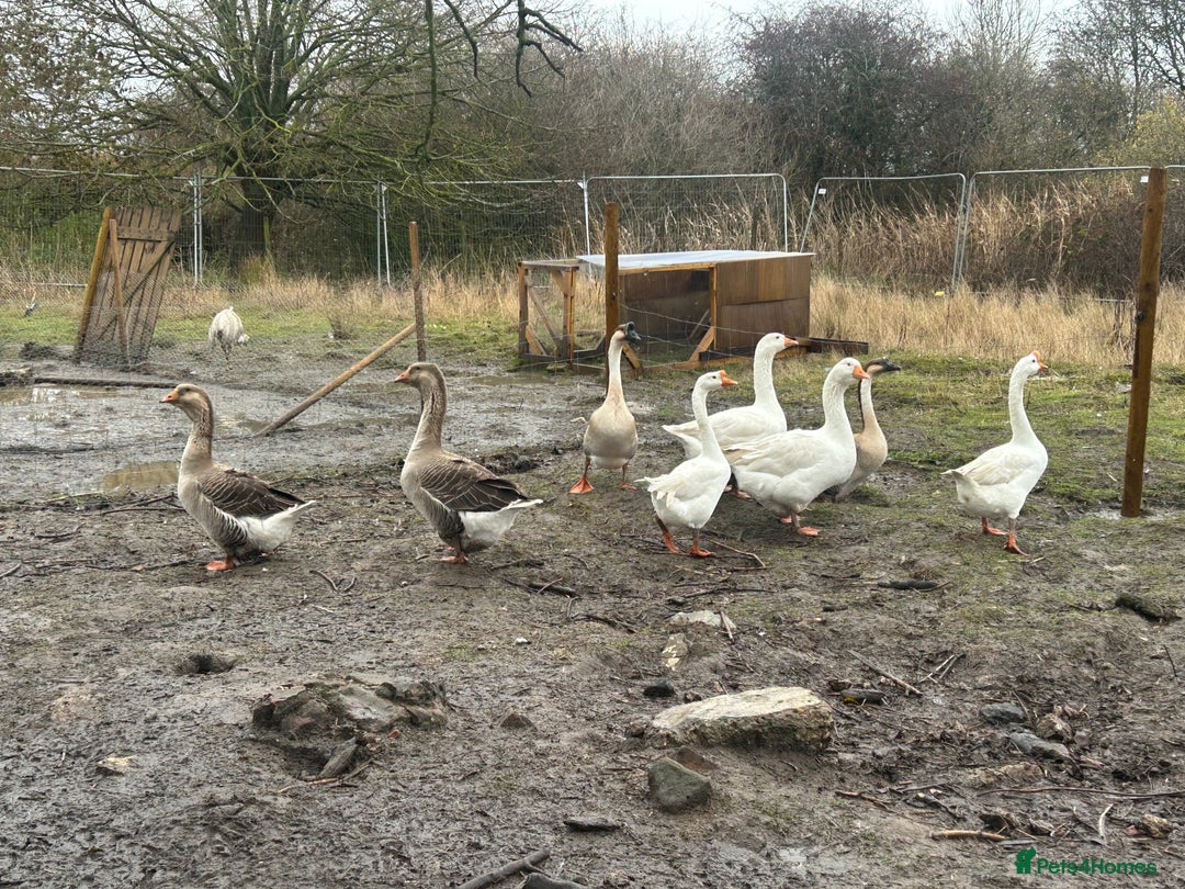 Mixed Breed poultry for sale: Mixed Poultry for Sale (See Description) - Advert 3