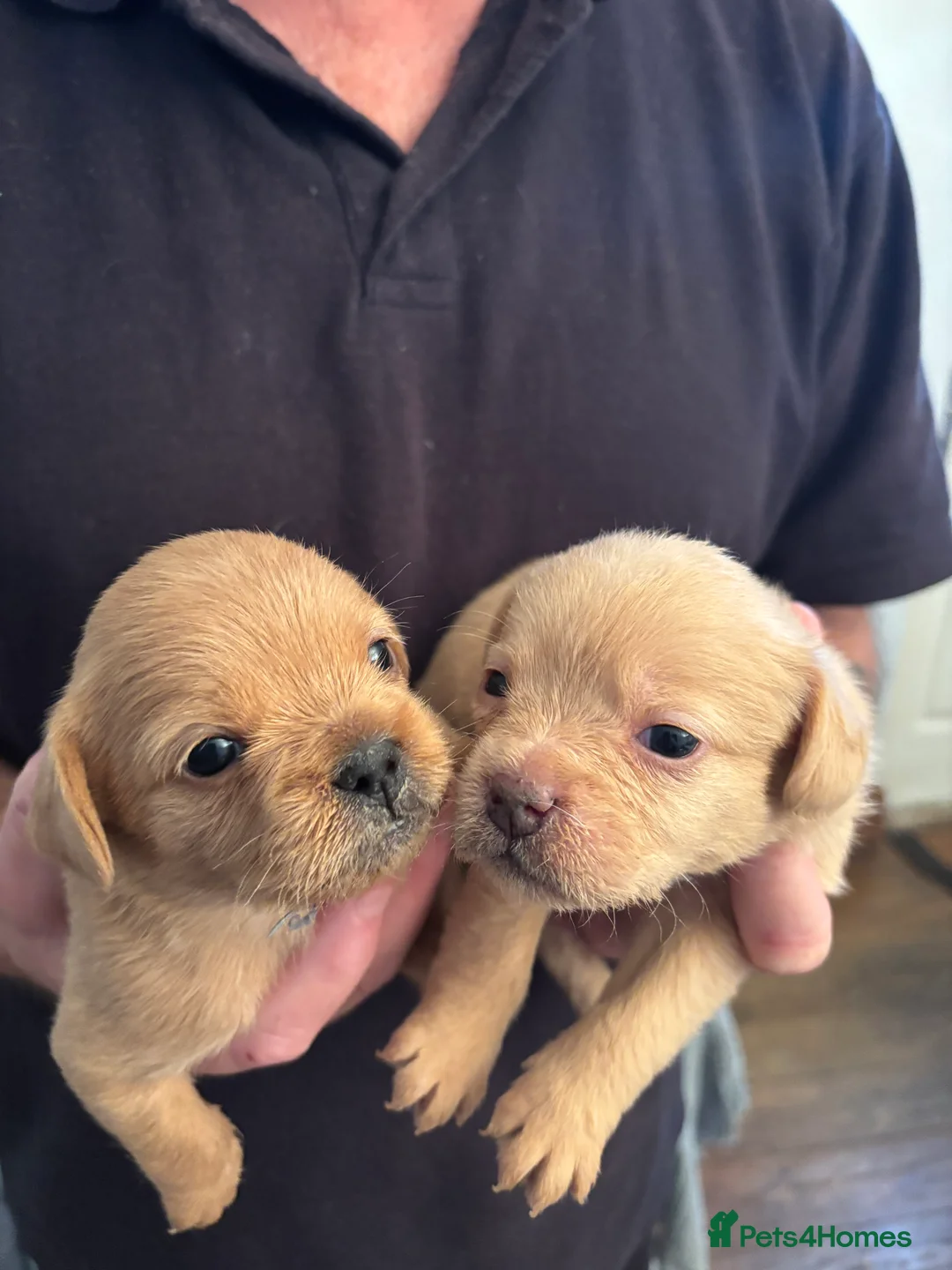 Mixed Breed dogs for sale: Floodles - Advert 26