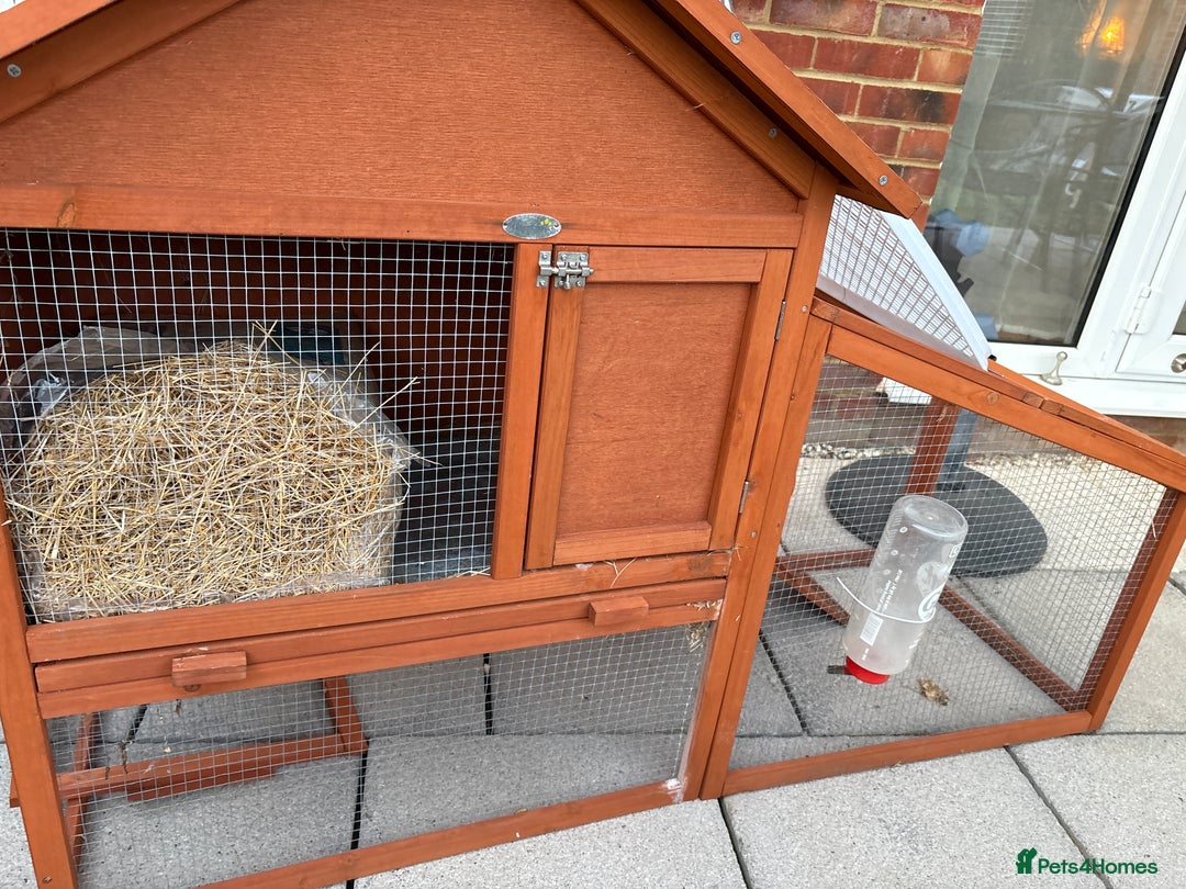 Mini Lop rabbits for sale: 3 x Mini Lops for sale - Image 12
