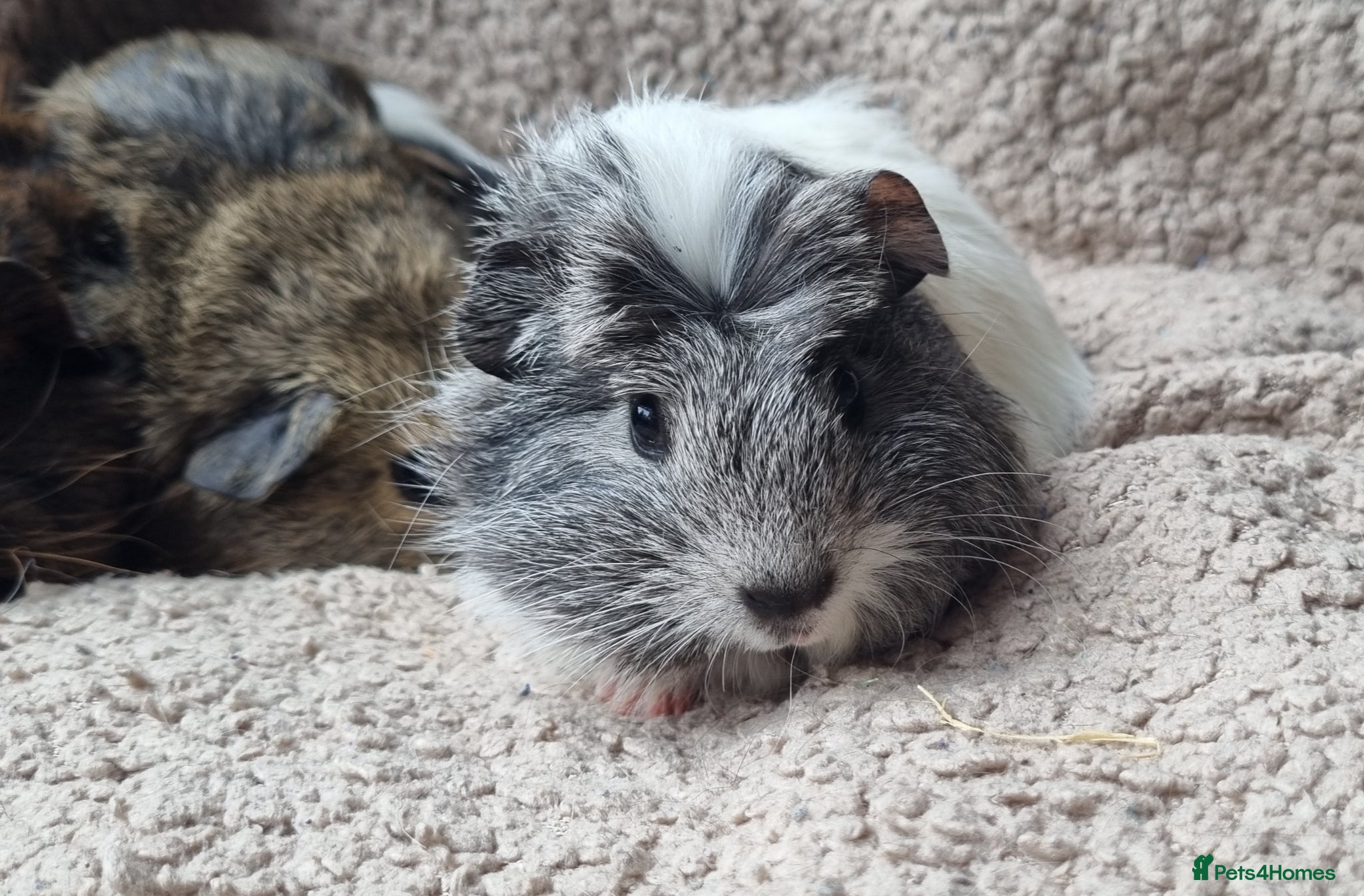 Guinea Pig rodents Adorable baby guineas - Advert 2