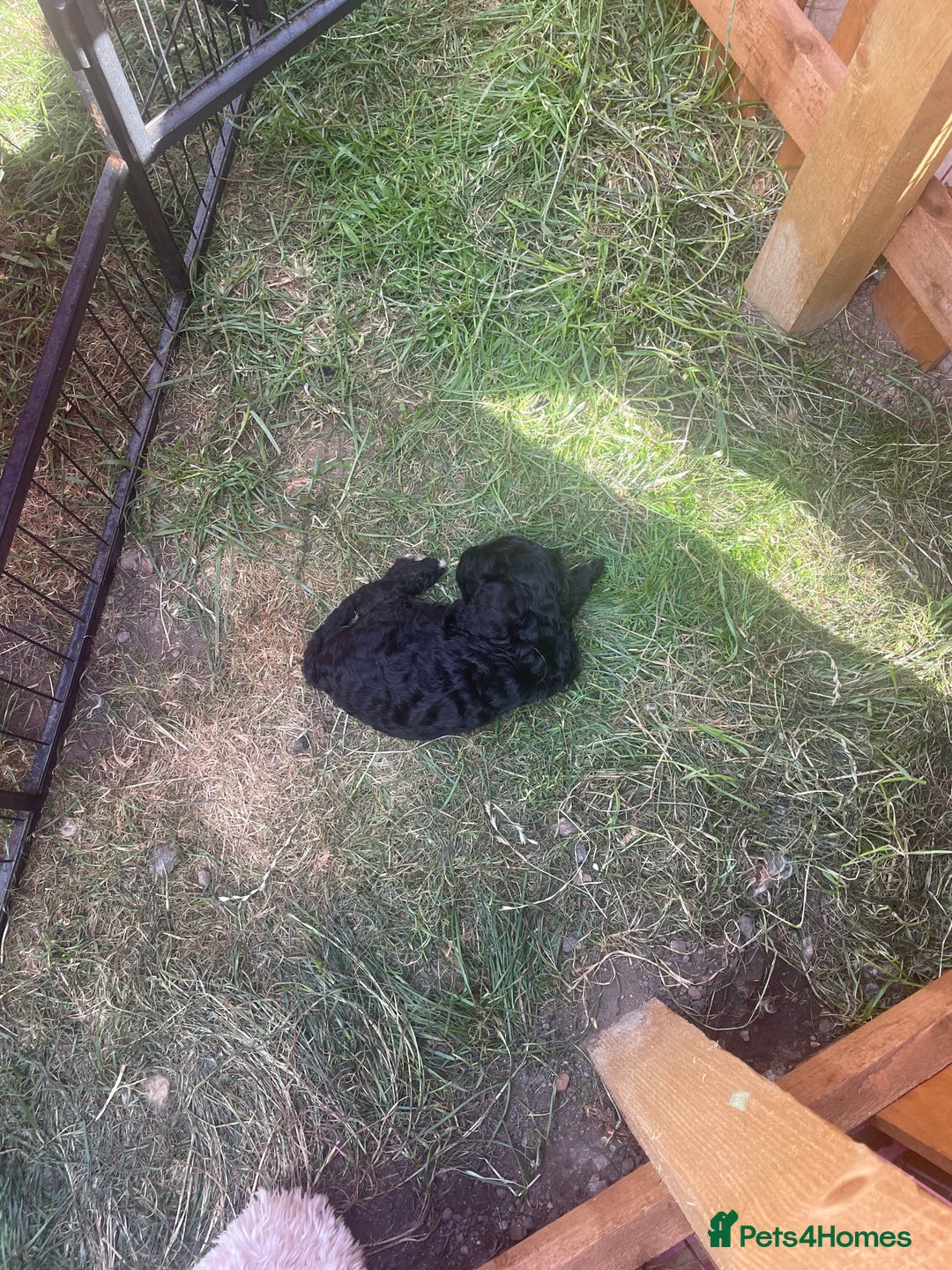 Cockapoo dogs for sale: Ready now! Cockapoo puppies F1 3 girls 2 boys - Image 6