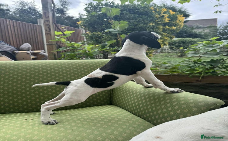 Pointer dogs - Advert 1