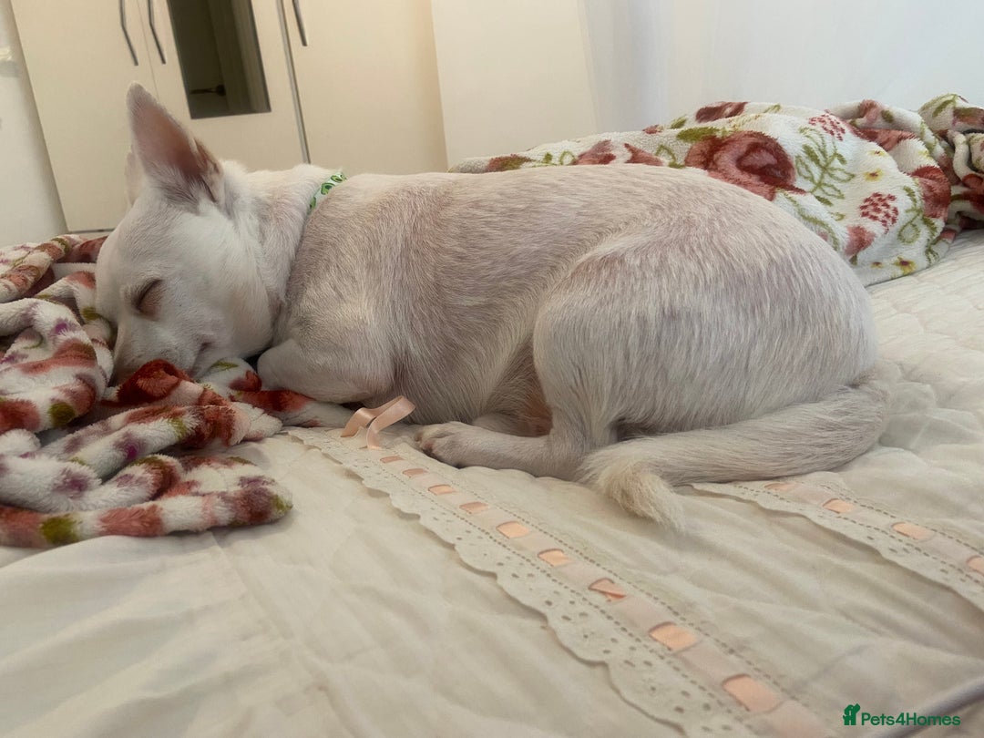Pomchi dogs for sale: Mr Pennington marshmallow Grabowski  - Image 2