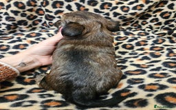 Yorkshire Terrier dogs for sale: 🧡 DNA tested parents 🧡 Dark Red Sable female - Image 4