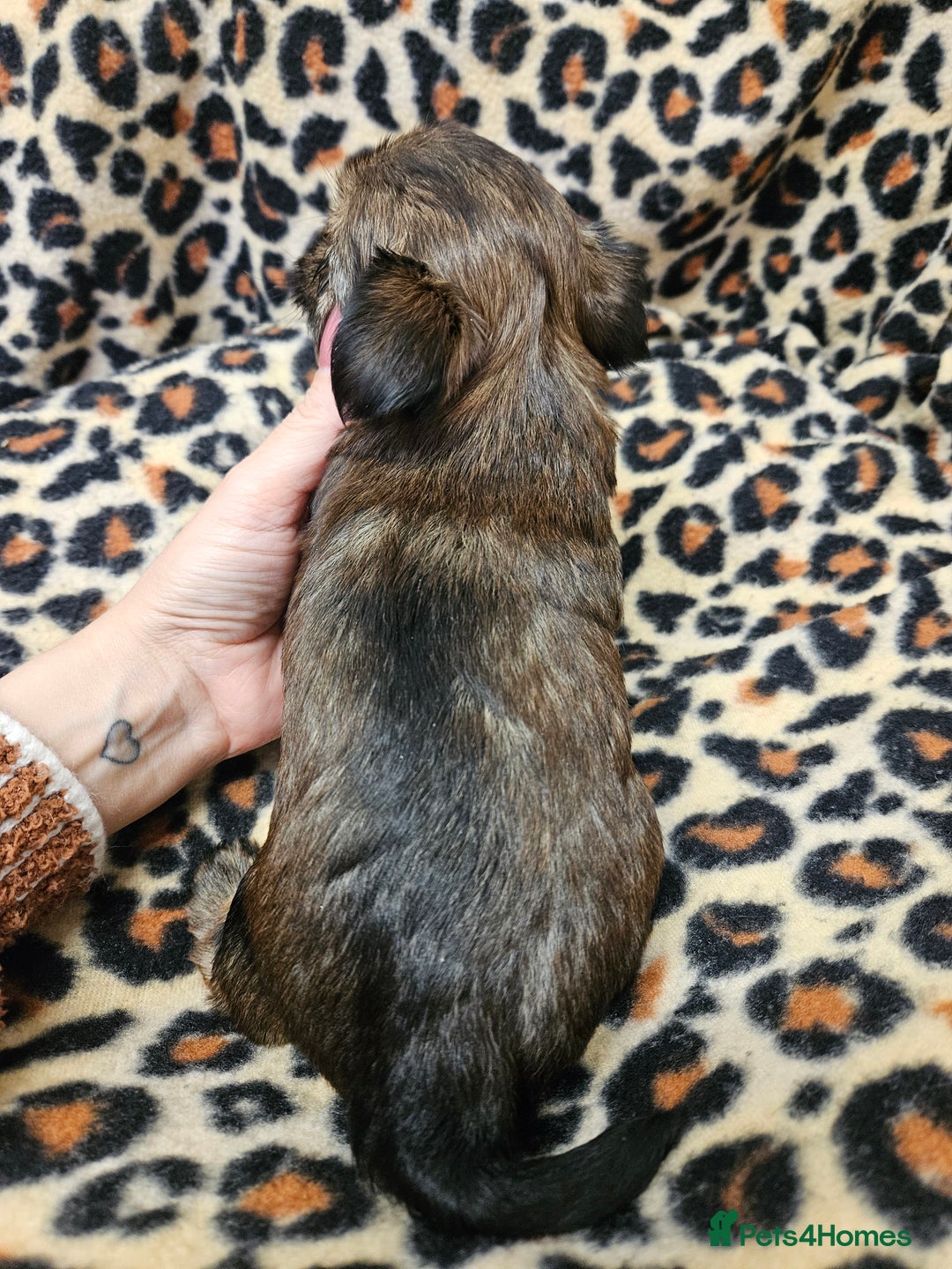 Yorkshire Terrier dogs for sale: 🧡 DNA tested parents 🧡 Dark Red Sable female - Image 4