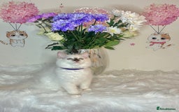 Ragdoll cats for sale: ⭐️TICA REG⭐️Pedigree Ragdoll Kittens DNA CLEAR ✅  - Image 16