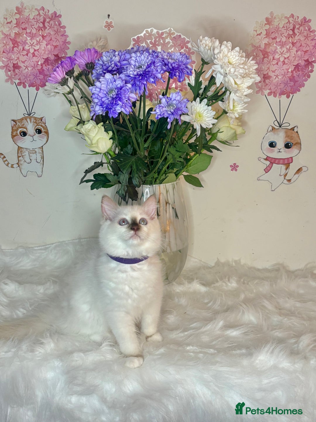 Ragdoll cats for sale: ⭐️TICA REG⭐️Pedigree Ragdoll Kittens DNA CLEAR ✅  - Image 16