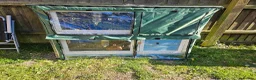 Mixed Breed rabbits for sale: 6 month old cute sisters looking for a loving home - Advert 8