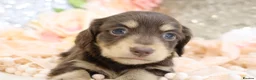 Miniature Dachshund dogs for sale: KC Longhair Miniature Dachshund Puppies - Advert 27
