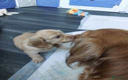 Miniature Dachshund dogs for sale: KC REG PRA CLEAR CREAM LONG HAIRED MINI DACHSHUNDS - Image 8