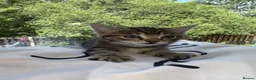Mixed Breed cats for sale: Beautiful baby kittens  in Poole - Advert 2