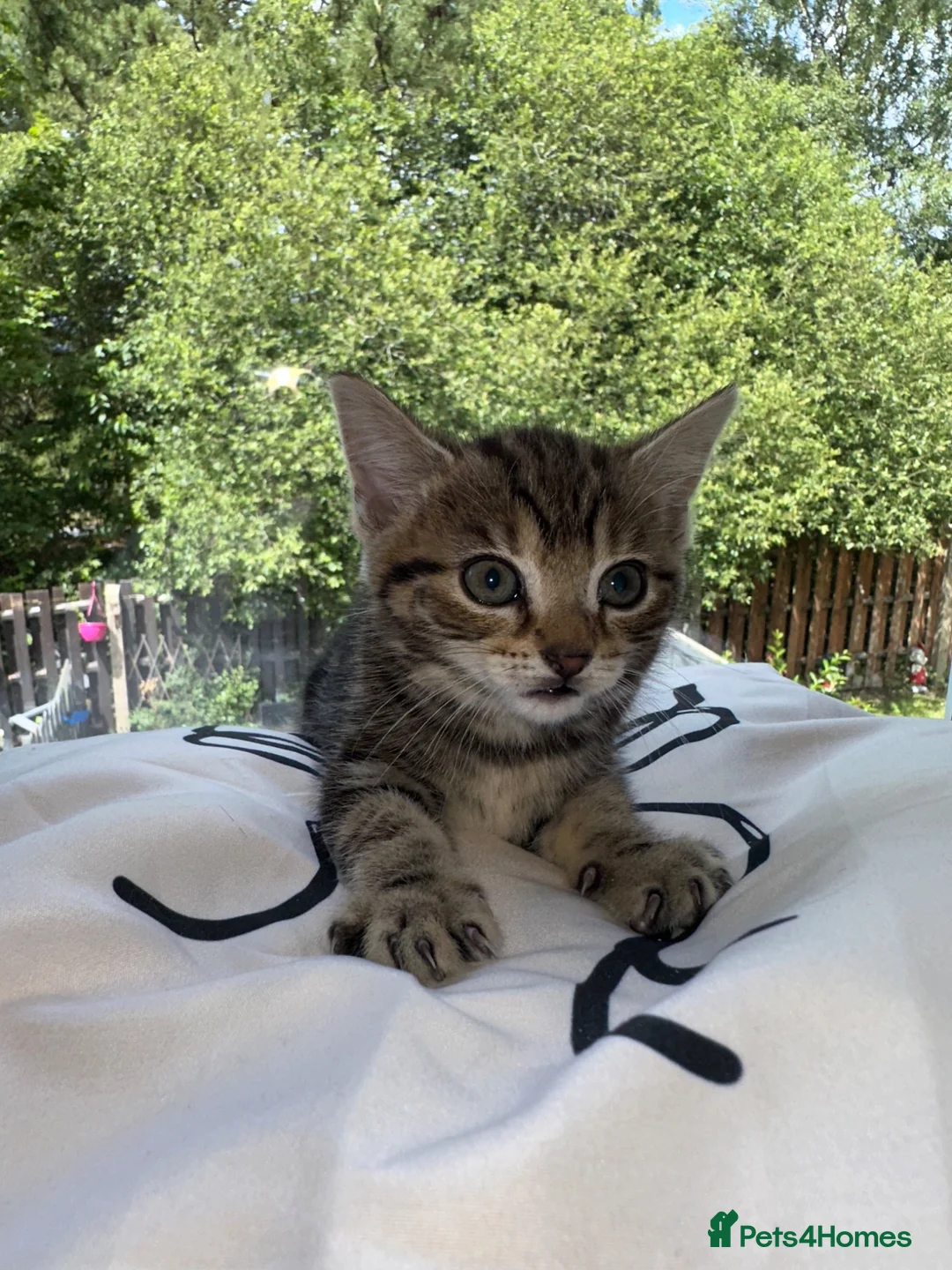 Mixed Breed cats for sale: Beautiful baby kittens  in Poole - Advert 2