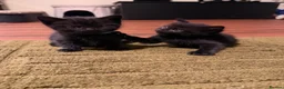 Domestic Shorthair cats for sale: 🐾 Gorgeous Black Shorthair Boy Kittens 🐾 - Advert 3