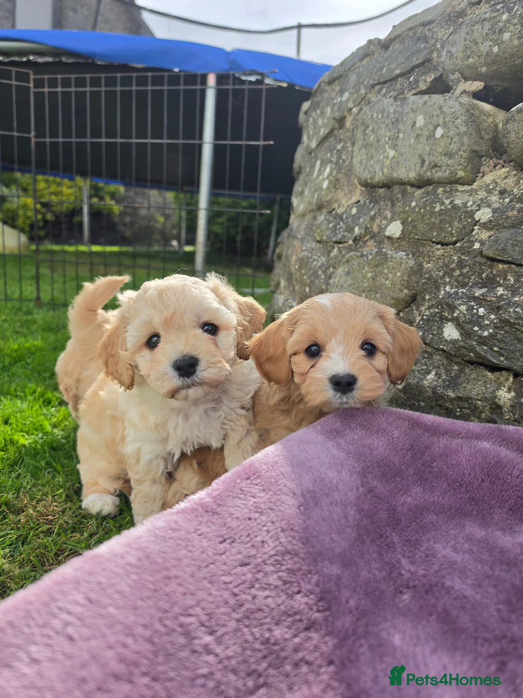 Cavapoochon dogs for sale: 1 Beautiful Cavapoochon Boy left💙READY NOW! - Advert 17